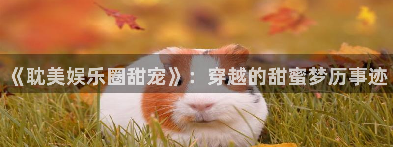 聚彩官网注册：《耽美娱乐圈甜宠》：穿越的甜蜜梦历事迹